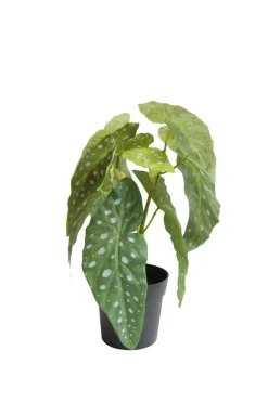 Begonia maculata i potte
