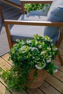Blomsterkurv