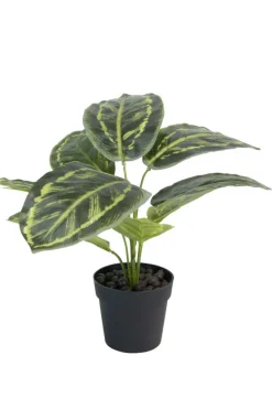 Calathea plante