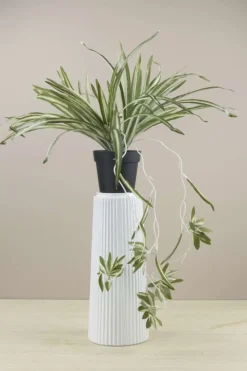 Chlorophytum plante