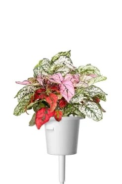 Click&Grow Smart Garden refill Polka Dot 3-pk