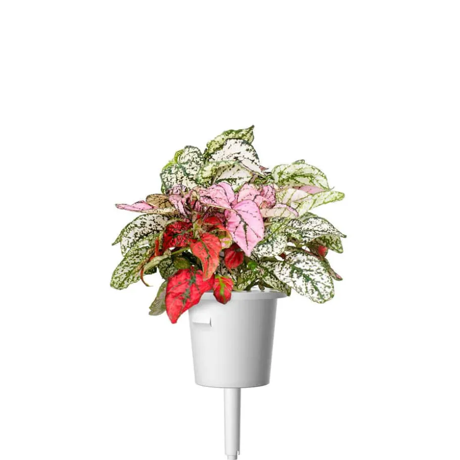 Click&Grow Smart Garden refill Polka Dot 3-pk