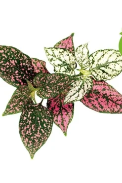 Click&Grow Smart Garden refill Polka Dot 3-pk