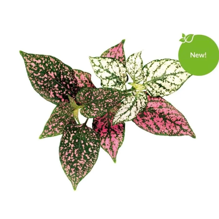 Click&Grow Smart Garden refill Polka Dot 3-pk
