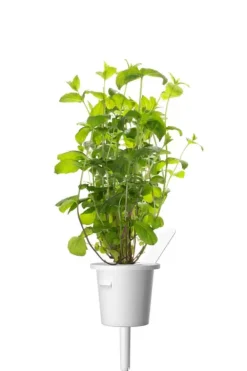 Click&Grow Smart Garden refill peppermynte 3-pk