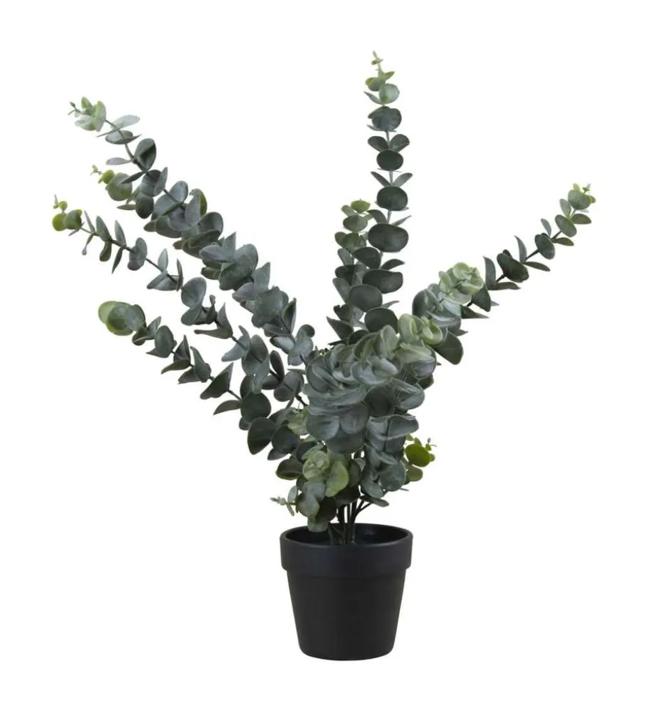 Eucalyptus i potte
