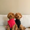 Hudson hundegenser med nissemotiv