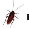 Jo Nesbø: Kakerlakkene
