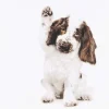 Kort Cocker Spaniel