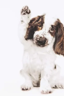 Kort Cocker Spaniel