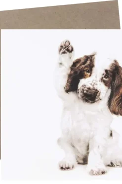 Kort Cocker Spaniel