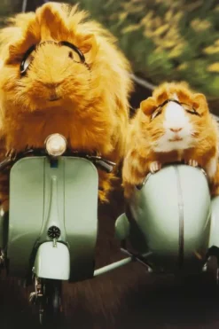 Kort Hamster på scooter