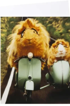 Kort Hamster på scooter