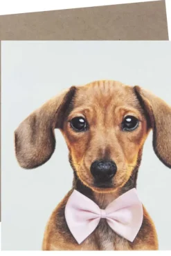 Kort Hund med sløyfe