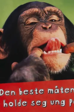 Kort Sjimpanse