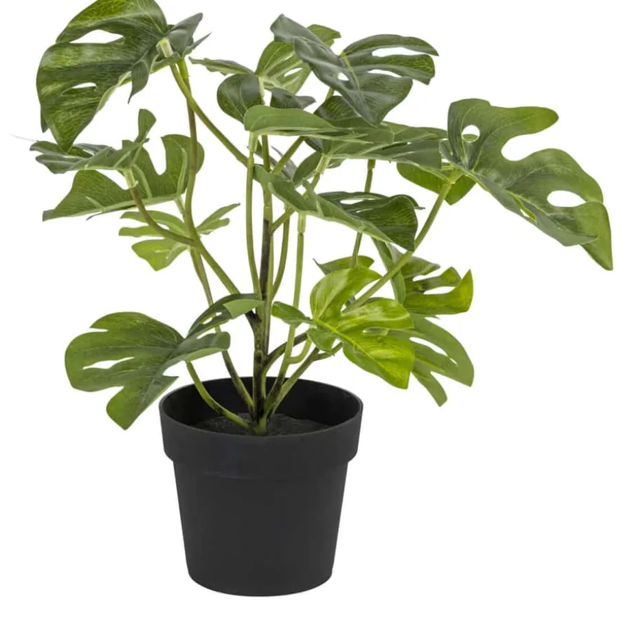 Monstera små blader