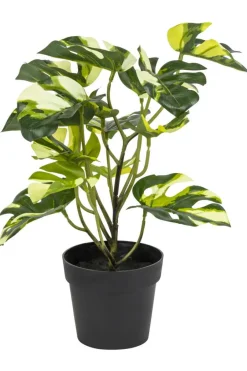 Monstera variegata