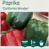 Odle 'California Wonder' paprika frø
