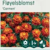 Odle 'Carmen' fløyelsblomst frø