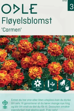 Odle 'Carmen' fløyelsblomst frø