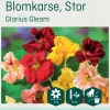 Odle 'Glorius Gleam' stor blomkarse frø