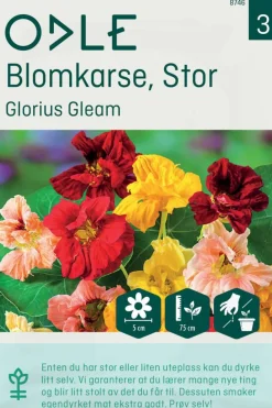 Odle 'Glorius Gleam' stor blomkarse frø