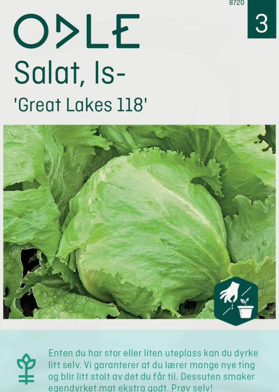 Odle 'Great Lakes118' issalat frø
