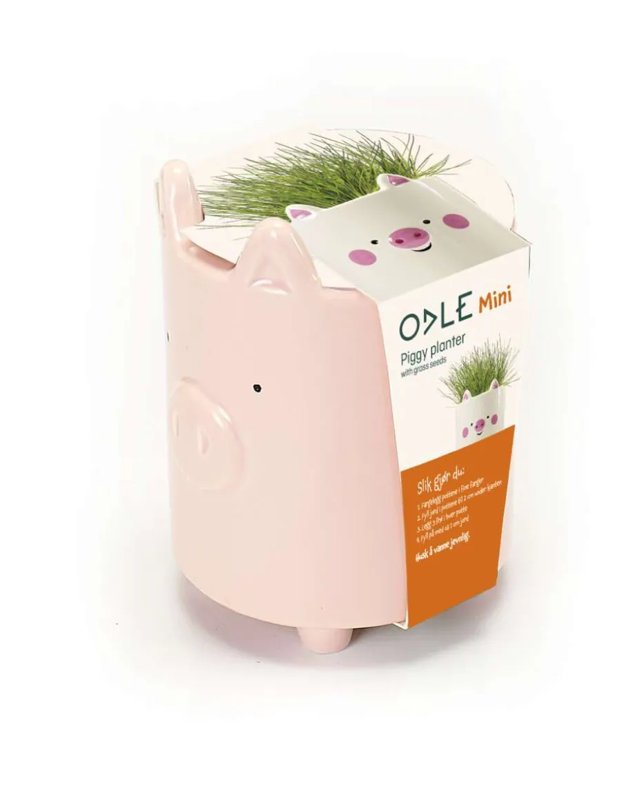 Odle gris potte med karsefrø