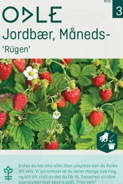 Odle 'Rügen' måneds- jordbær frø
