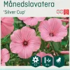 Odle 'Silver Cup' månedslavatera frø