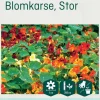Odle stor blomkarse frø