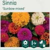 Odle 'Sunbow mixed' sinnia frø
