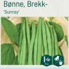 Odle 'Sunray' brekkbønne frø