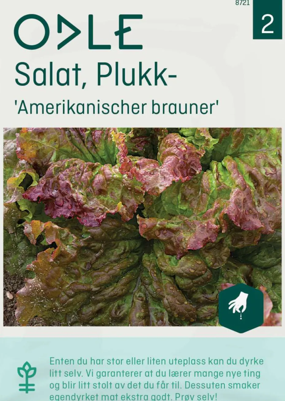 Odle 'Amerikanischer brauner' plukk salat frø
