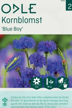 Odle 'Blue Boy' kornblomst frø