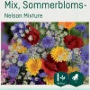 Odle 'Nelson Mixture' sommerblomster frø