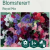 Odle 'Royal Mix' blomsterert frø