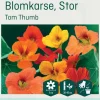 Odle ' Tom Thumb' stor blomkarse frø