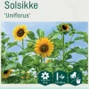 Odle 'Uniflorus' solsikke frø