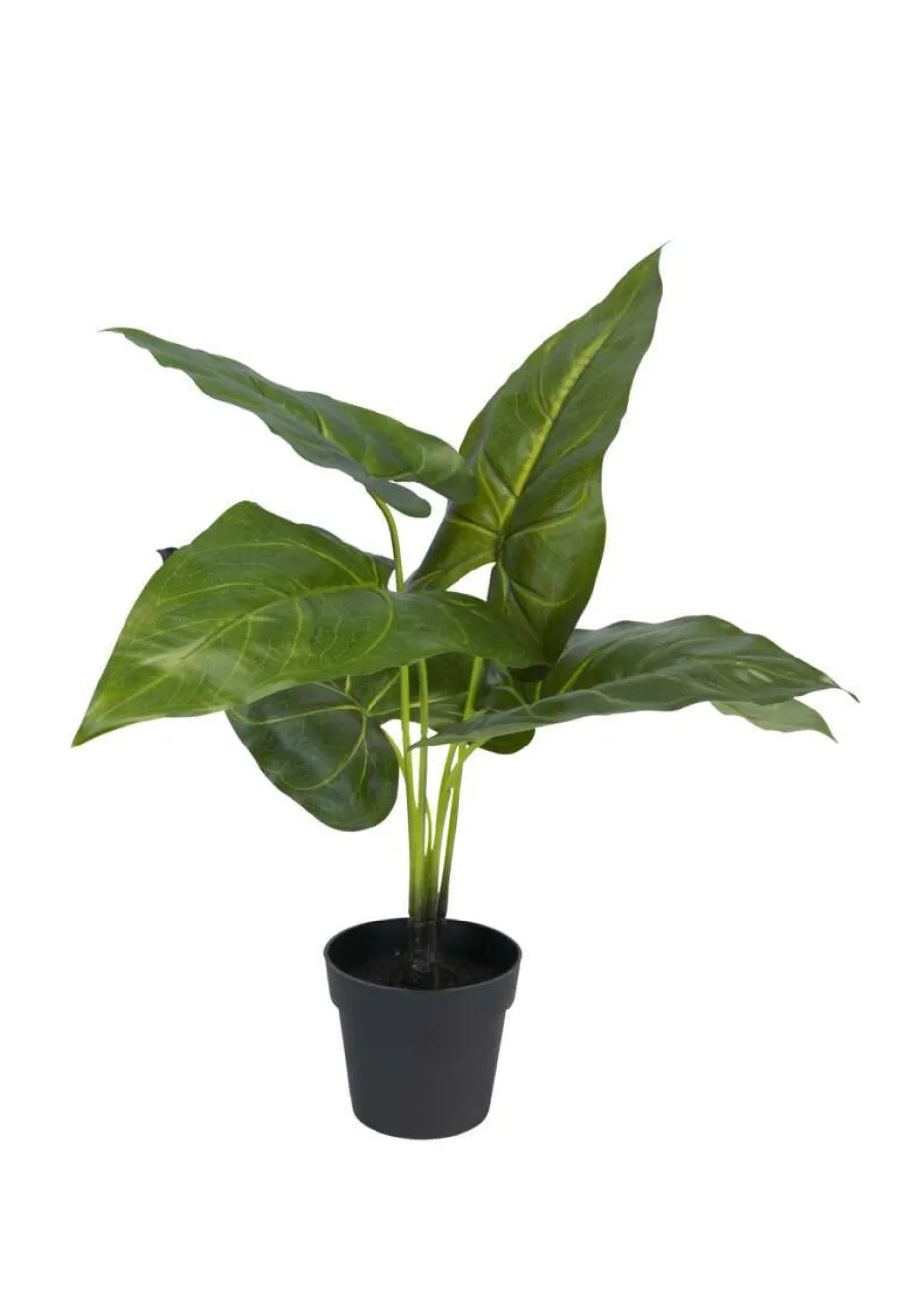 Philodendron plante